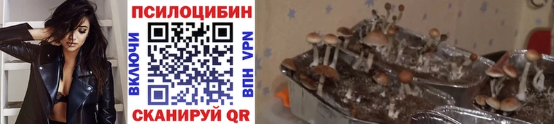 наркота  Порхов  Галлюциногенные грибы Psilocybe 